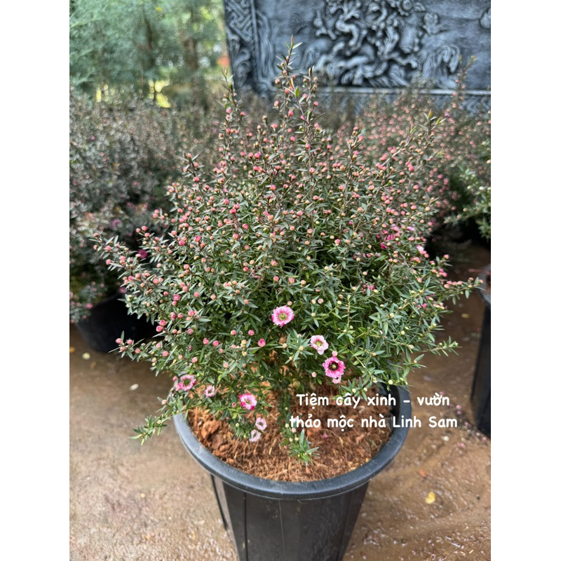 MANUKA coral candy  / Leptospermum scoparium