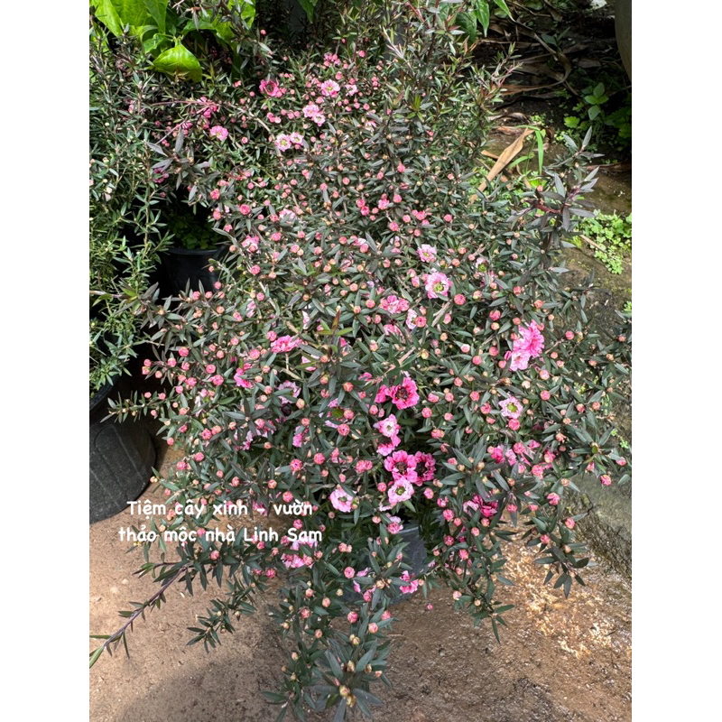 MANUKA coral candy  / Leptospermum scoparium