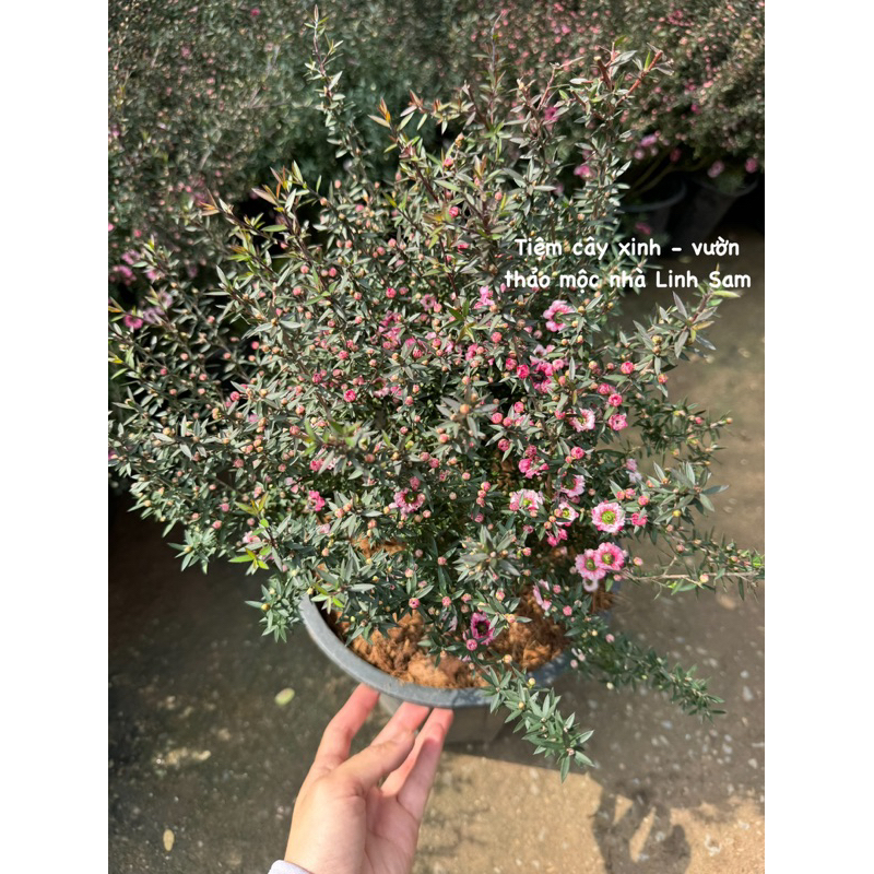 MANUKA coral candy  / Leptospermum scoparium