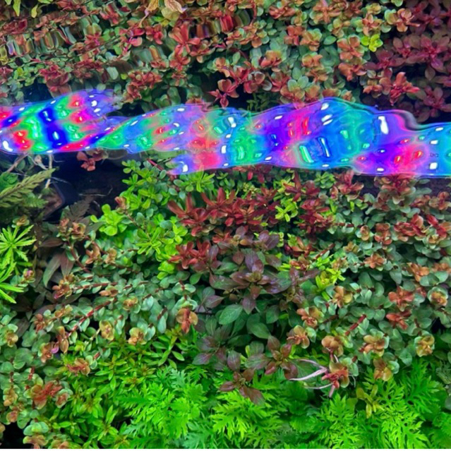 Đèn LED thủy sinh COCO WRGB  đánh màu cây cá cực đẹp