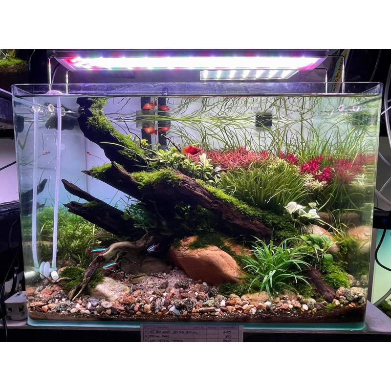 Đèn LED thủy sinh COCO WRGB  đánh màu cây cá cực đẹp