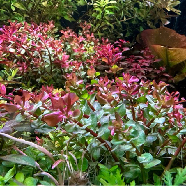 Đèn LED thủy sinh COCO WRGB  đánh màu cây cá cực đẹp