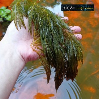 Combo 10 nhánh rong đuôi chồn thủy sinh