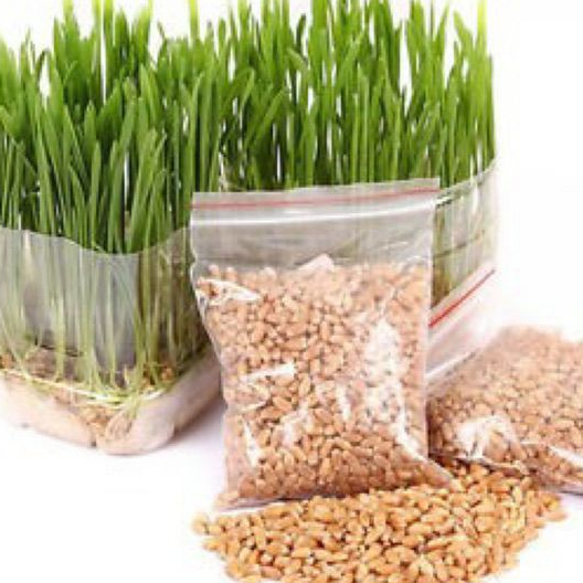Hạt giống cỏ lúa mì ,lúa mạch (dinh dưỡng cao) --gói 50 gram