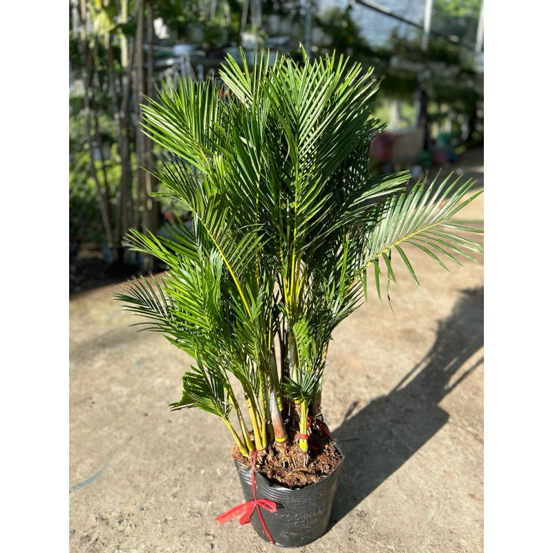 Cau Nhật chậu lớn