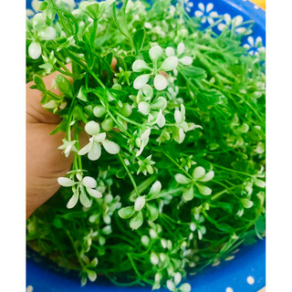 1kg cỏ điểm hoa trắng đã nhặt sạch
