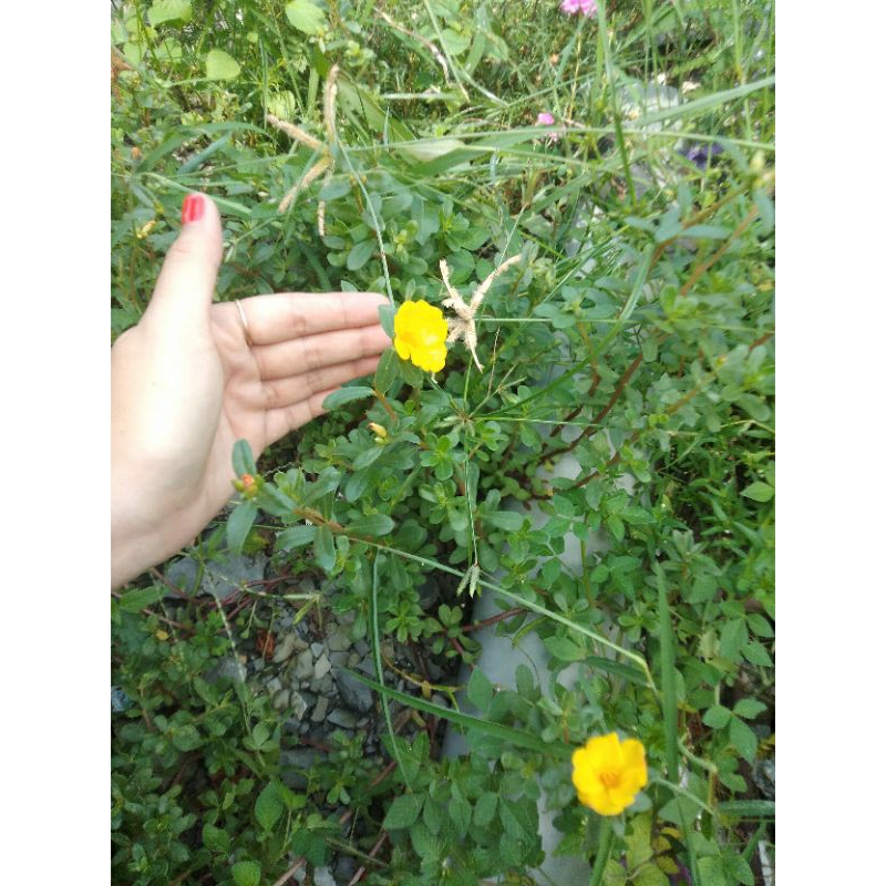 10 nhánh tươi hoa mười giờ