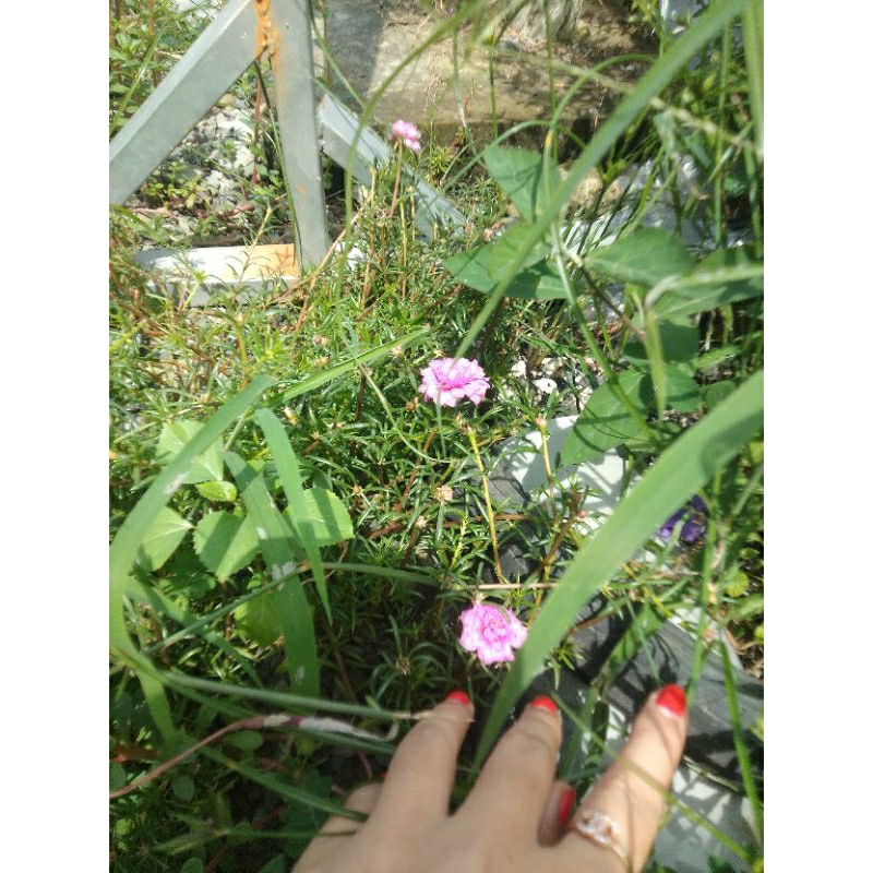 10 nhánh tươi hoa mười giờ