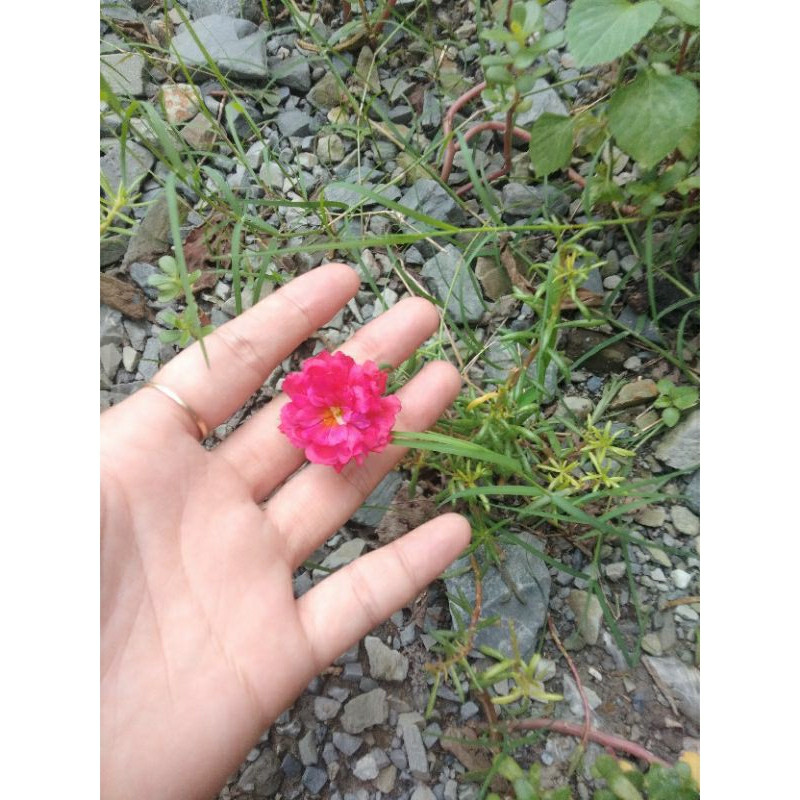 10 nhánh tươi hoa mười giờ