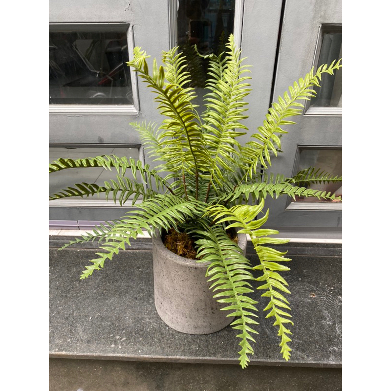 Cây dương xỉ giả 60cm
