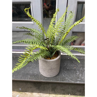 Cây dương xỉ giả 60cm