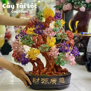 Chậu cây tài lộc đá ta cao 50cm rộng 50cm