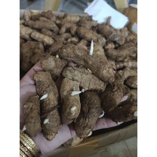 Ngải Chống độc làm giống 10 củ