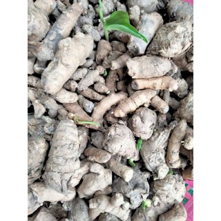 Ngải Chống độc làm giống 10 củ