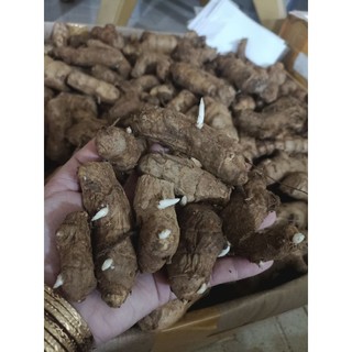 Ngải Chống độc làm giống 10 củ