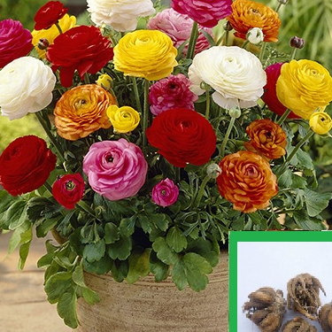 Combo 10 Củ giống hoa hồng mao lương mix màu(củ có mầm sẵn ,nhanh ra hoa,hoa nỡ lâu tàn)
