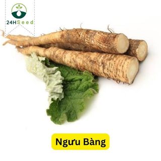Hạt giống ngưu bàng thảo dược 24HSeed