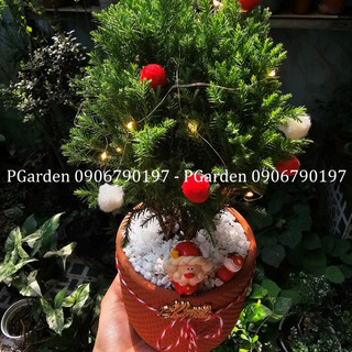 Tùng Bồng Lai NOEL mix chậu size để bàn