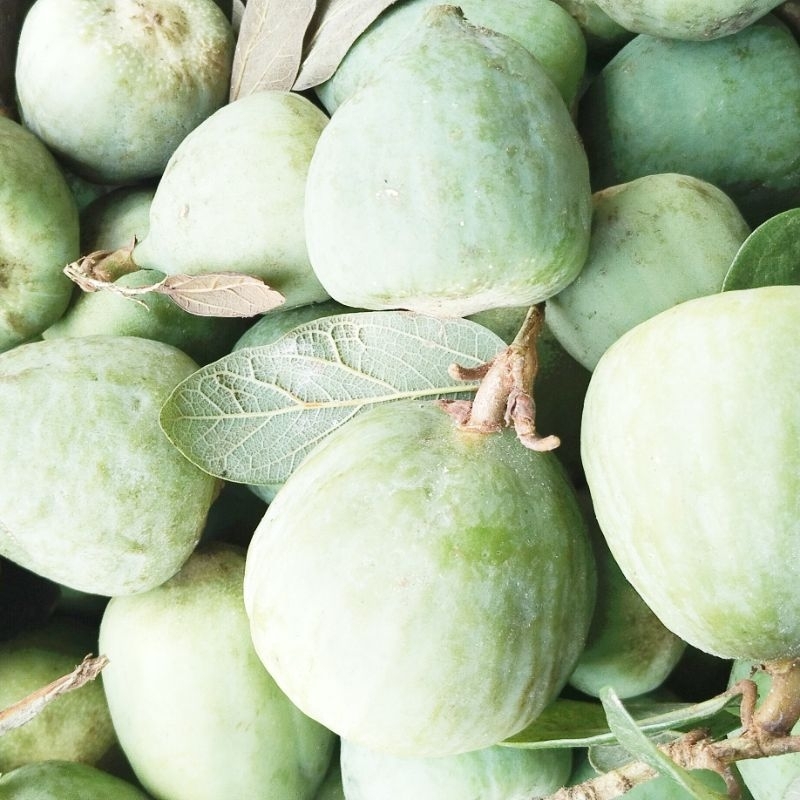 1kg quả trâu cổ tươi
