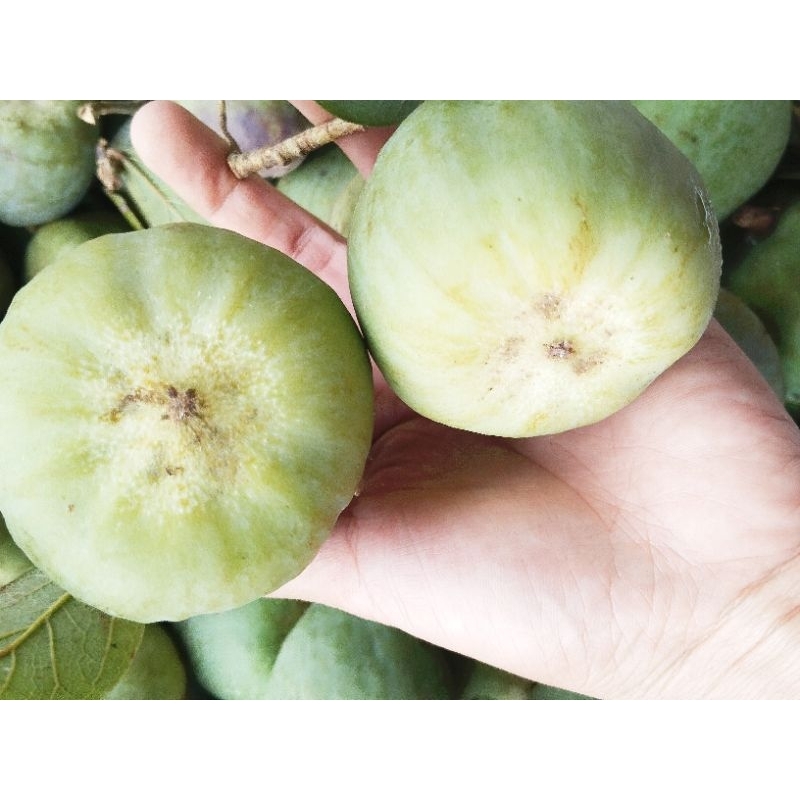 1kg quả trâu cổ tươi