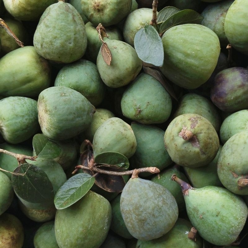 1kg quả trâu cổ tươi