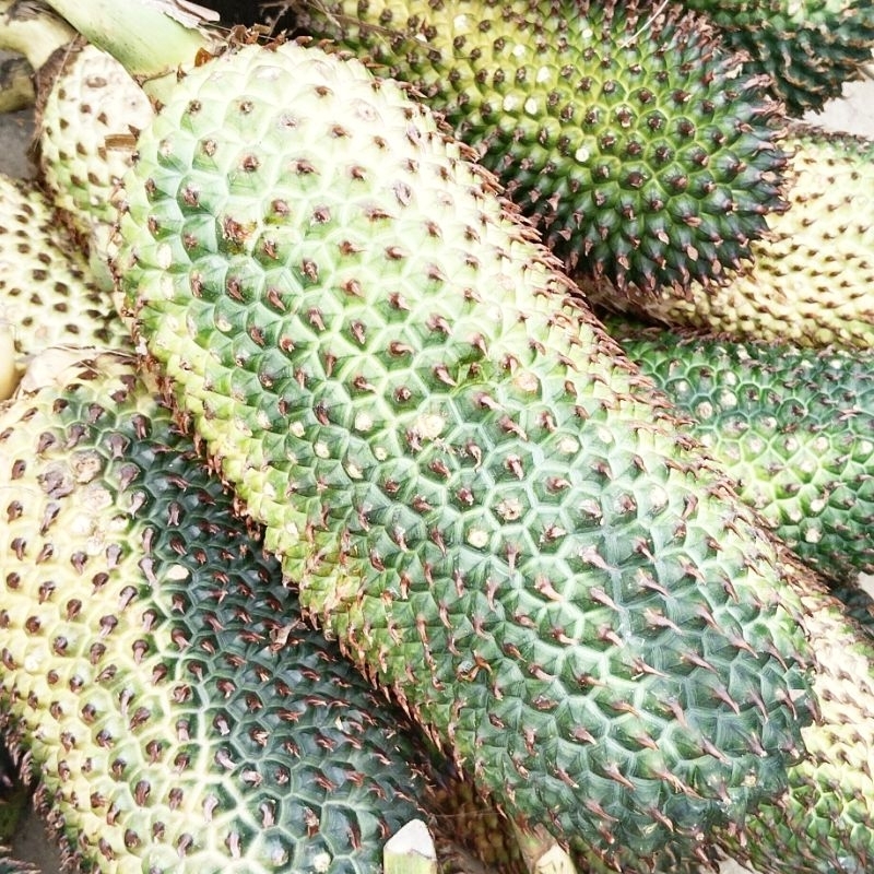 1kg quả dứa dại rừng