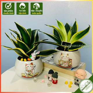 Cây Lưỡi hổ mini để bàn phong thủy, thanh lọc không khí, hấp thu 107 loại khí độc