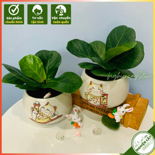 Cây bàng singapore để bàn giảm căng thẳng, lọc không khí