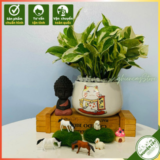 Cây Trầu bà cẩm thạch lọc khí độc, trang trí nhà cửa sang trọng