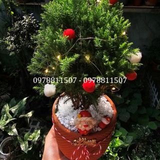 Tùng bồng lai noel size để bàn