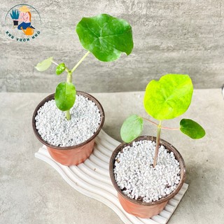 Cây ngô đồng - Cây cảnh trang trí sân vườn, ban công