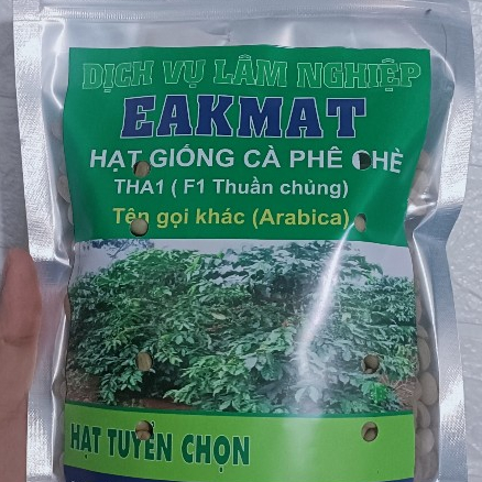 500gram hạt giống cà phê chè Arabica