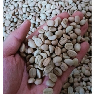 500gram hạt giống cà phê chè Arabica