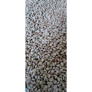 500gram hạt giống cà phê chè Arabica