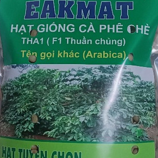 500gram hạt giống cà phê chè Arabica