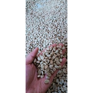 500gram hạt giống cà phê chè Arabica