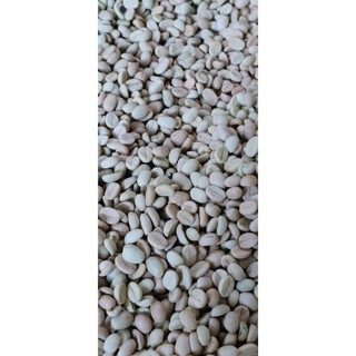 1kg hạt giống cà phê chè Arabica