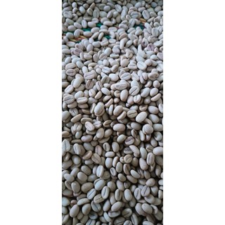 1kg hạt giống cà phê chè Arabica