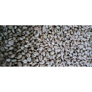 1kg hạt giống cà phê chè Arabica