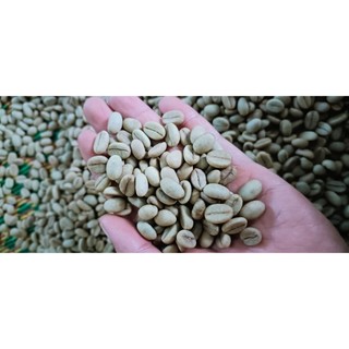 1kg hạt giống cà phê chè Arabica