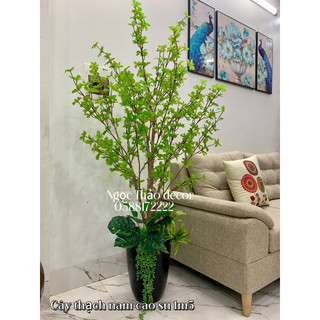 Cây thạch nam cao su 1m5 giả, cây giả trang trí