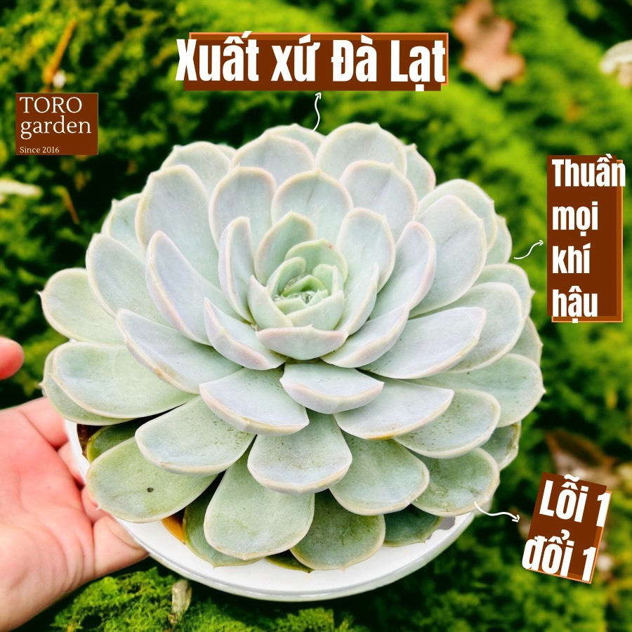Sen đá lola Đà Lạt size đại cây cảnh trang trí nhà cửa Toro garden