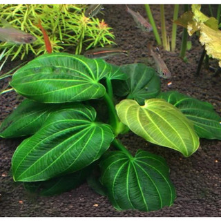 Cây thủy sinh Trầu Iguazu 09 | Echinodorus Iguazu 2009