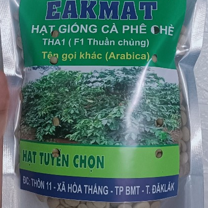 1kg hạt giống cà phê chè Arabica