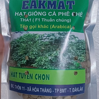 1kg hạt giống cà phê chè Arabica