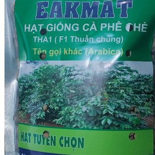 1kg hạt giống cà phê chè Arabica