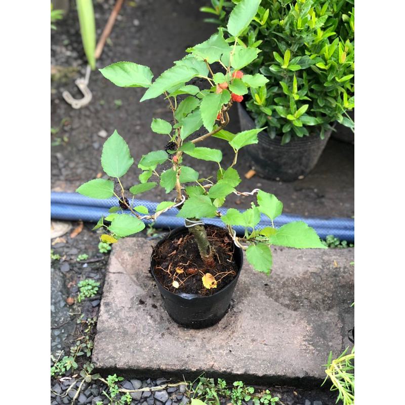 Chậu cây dâu tằm Bonsai mini