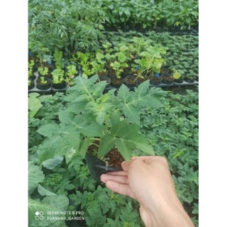 cây cà chua bi lùn ( cây chuẩn bị cho hoa)