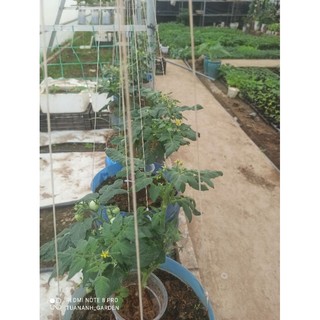 cây cà chua bi lùn ( cây chuẩn bị cho hoa)