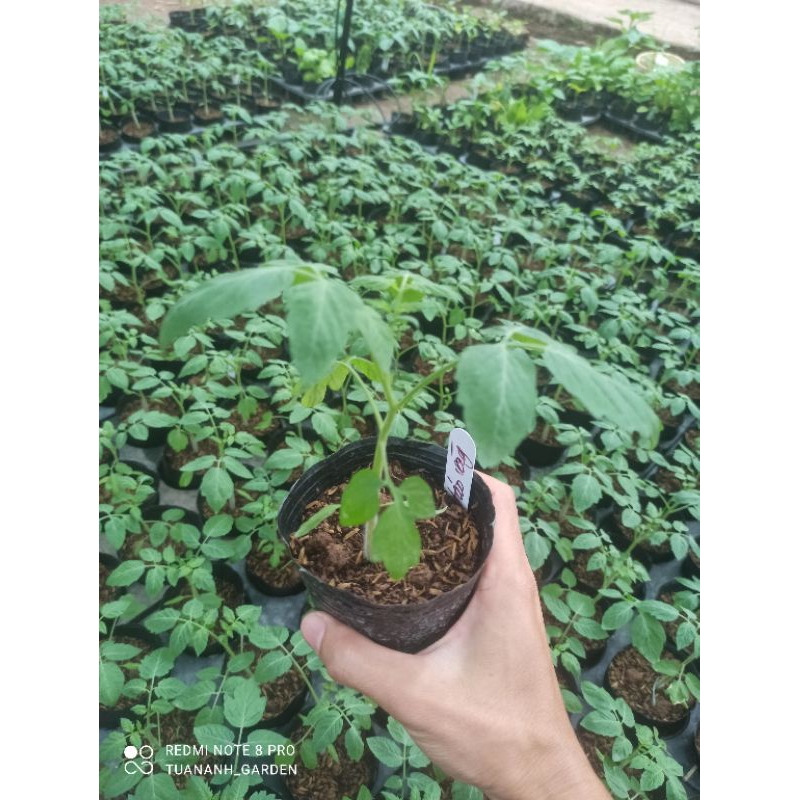 Cây cà chua bi đủ loại